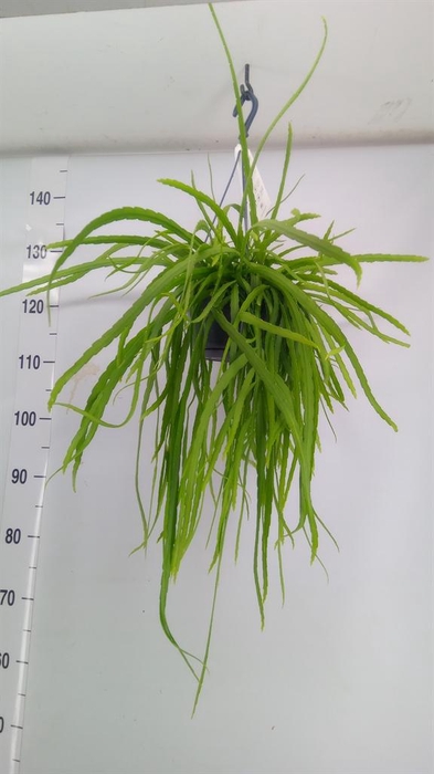 <h4>Rhipsalis   ...</h4>