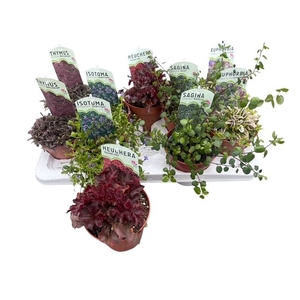 VASTE PLANTEN OV