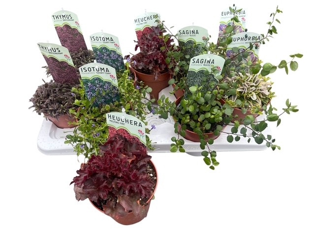 <h4>VASTE PLANTEN OV</h4>