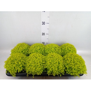 Soleirolia soleirolii 'Aurea'