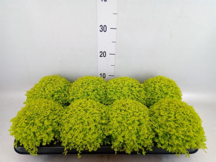 <h4>Soleirolia soleirolii 'Aurea'</h4>