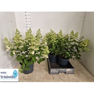 HYDR PANICULATA