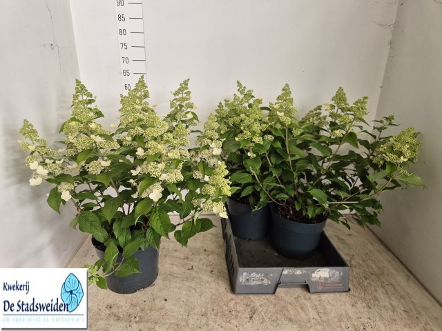 <h4>HYDR PANICULATA</h4>