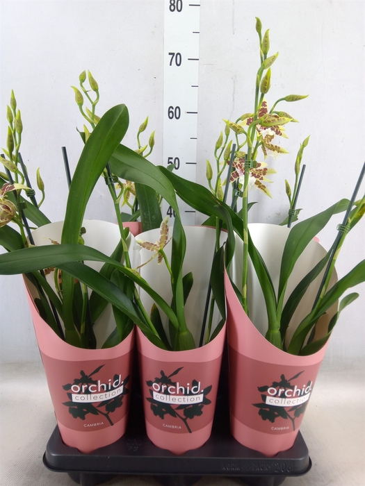 <h4>Aliceara  'Renaissance White'</h4>