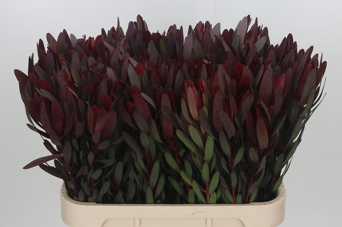 <h4>LEUCAD SAF SUNSET</h4>