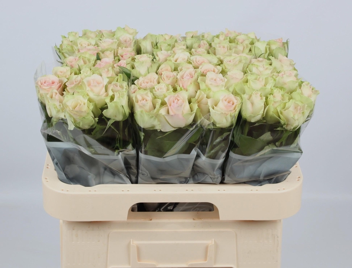 <h4>R GR LA BELLE</h4>