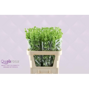 Molucella -in box
