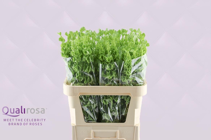 <h4>Molucella -in box</h4>