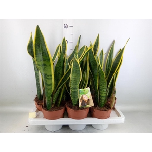 Sansevieria trifa. 'Laurentii'