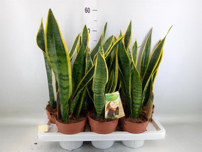 <h4>Sansevieria trifa. 'Laurentii'</h4>