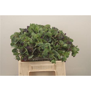 Cerinthe M Pride O G