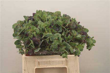 <h4>Cerinthe M Pride O G</h4>