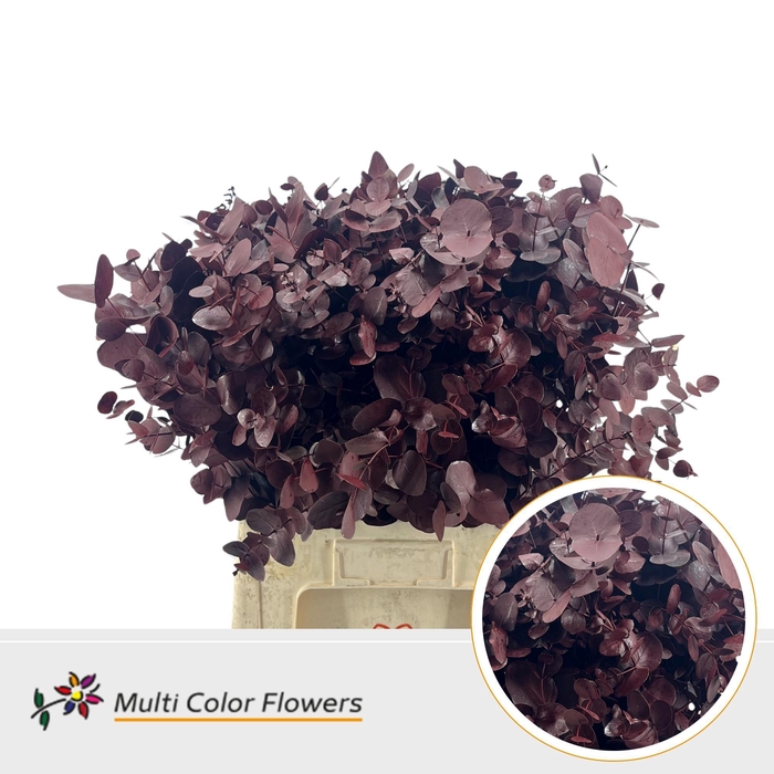 <h4>Eucalyptus cinerea Bordeaux</h4>