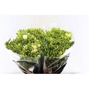 Fr Du Versailles White