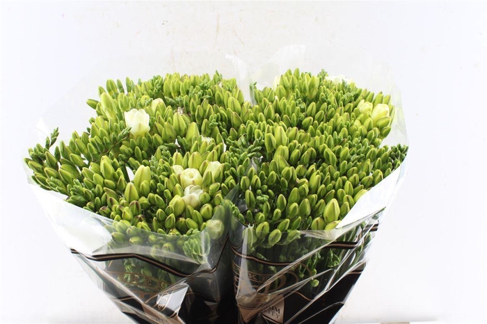 <h4>Fr Du Versailles White</h4>