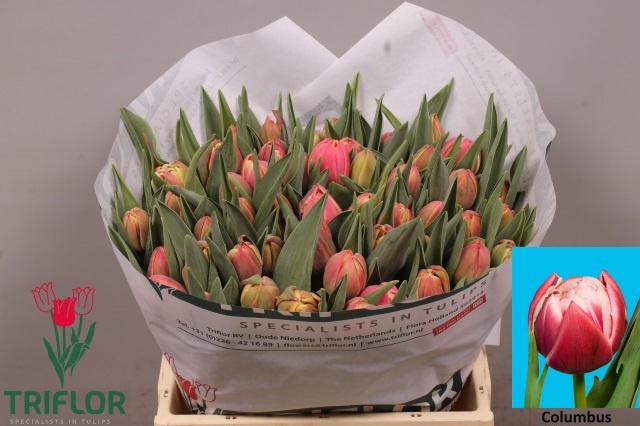 <h4>TU DU COLUMBUS</h4>