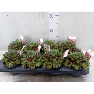 Sempervivum   ...