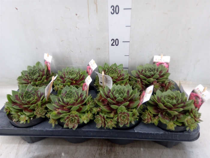 <h4>Sempervivum   ...</h4>