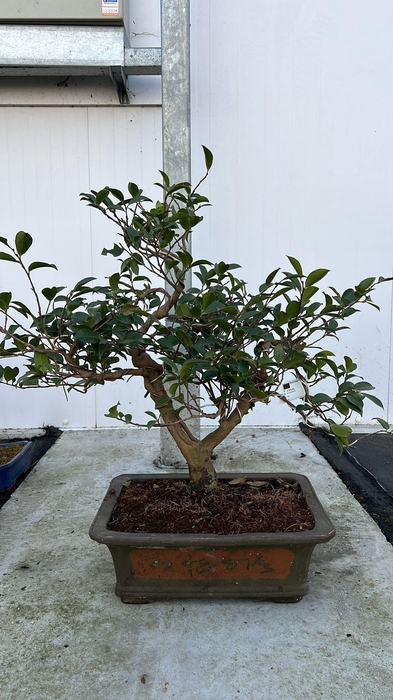 <h4>Camellia japonica, pot 41cm, height 65cm. (single item)</h4>
