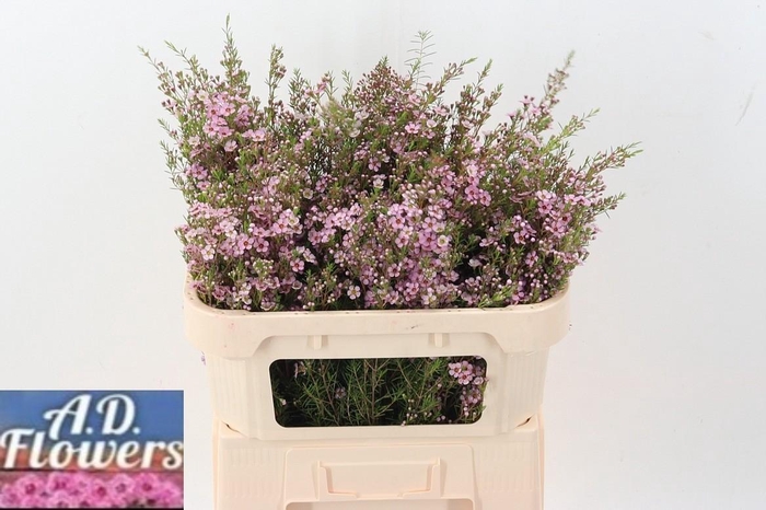 <h4>Cham Un Pink Shine</h4>