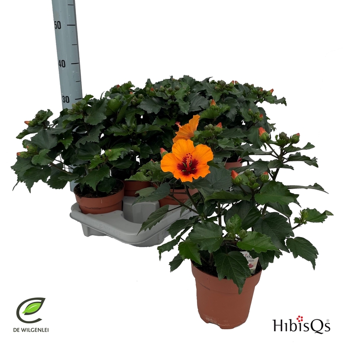 <h4>HIBIS OV</h4>