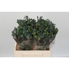 Anigozanthos Celebrations Firework