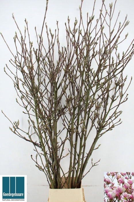 <h4>MAGNOLIA OV</h4>