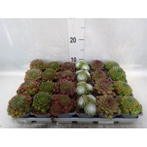 Sempervivum   ...mix