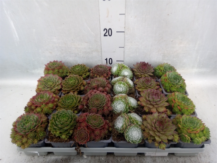 Sempervivum   ...mix