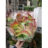 Kalanchoe thyrsiflora