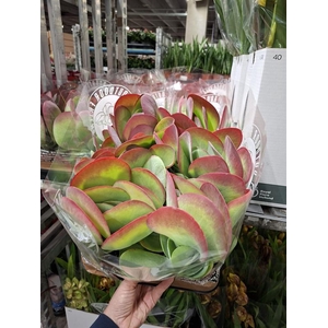 Kalanchoe thyrsiflora