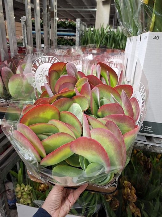 <h4>Kalanchoe thyrsiflora</h4>
