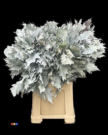 <h4>Quercus Klb Frosted White 80cm GK</h4>