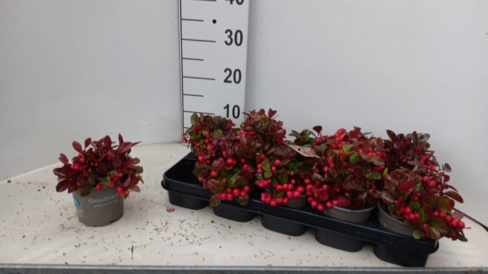 <h4>GAULTH PROCUMBENS</h4>