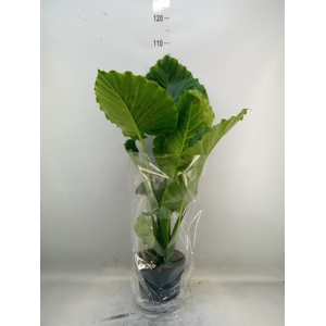 Alocasia gageana
