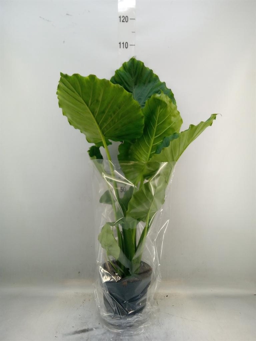 <h4>Alocasia gageana</h4>
