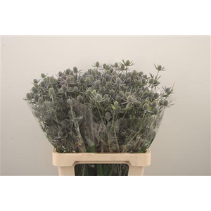 Eryngium Pl Blue Glitter