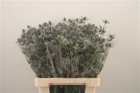 <h4>Eryngium Pl Blue Glitter</h4>
