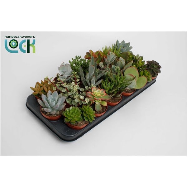 <h4>Succulenten Mix</h4>