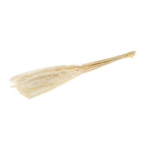 Dried Fluffy Pampas Bleached 15pcs Bunch