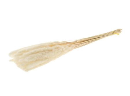 <h4>Dried Fluffy Pampas Bleached 15pcs Bunch</h4>