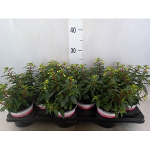 Fuchsia  'Bella Fuchsia Sophia'
