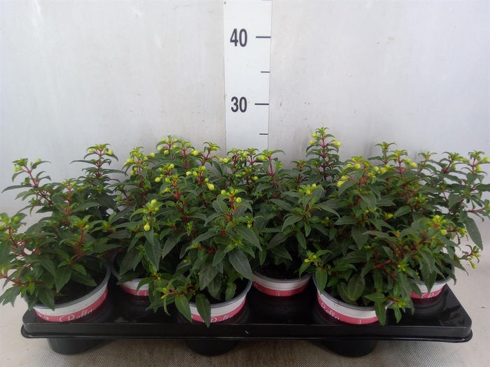 <h4>Fuchsia  'Bella Fuchsia Sophia'</h4>