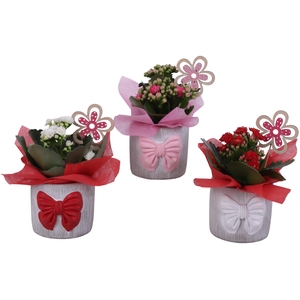 Womensday Arr. Indoor Ceramic Pot with Bow 3 Color Mix Ø10cm 1PP