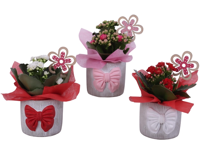 <h4>Womensday Arr. Indoor Ceramic Pot with Bow 3 Color Mix Ø10cm 1PP</h4>