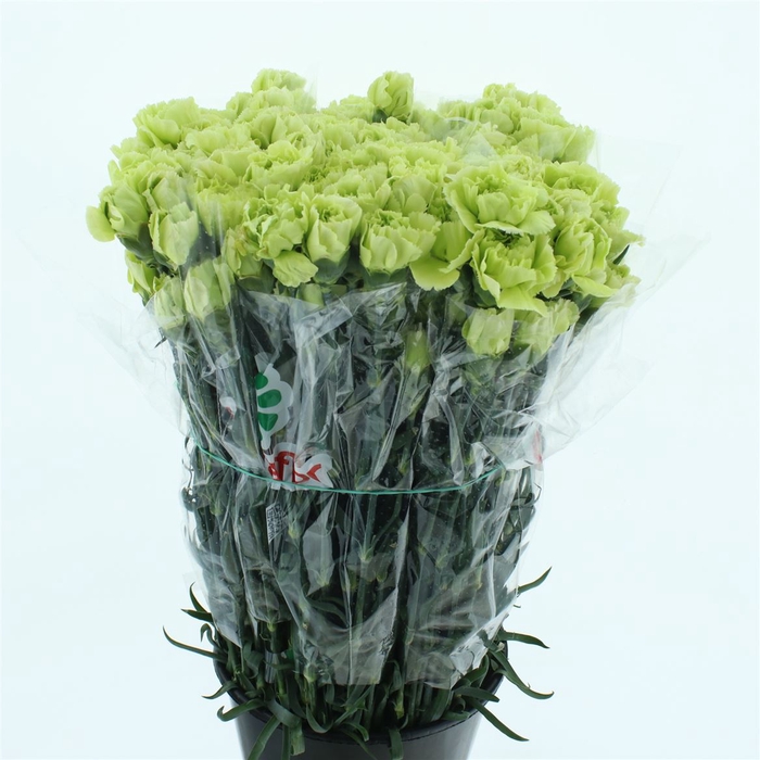 <h4>Di St Goblin Groen</h4>