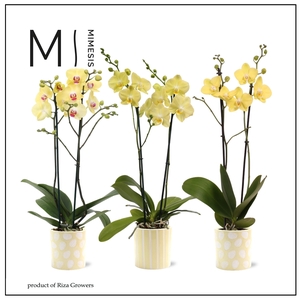 Phalaenopsis Easter 2 spike - 12cm in Sevilla | Mimesis
