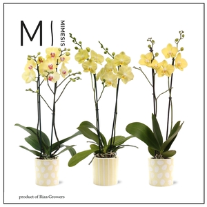 Phalaenopsis Easter 2 spike - 12cm in Sevilla | Mimesis