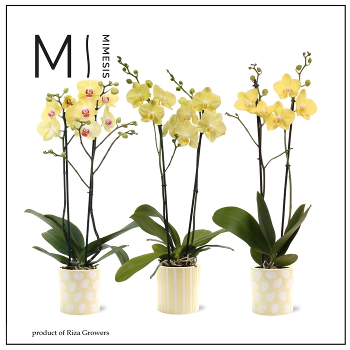 <h4>Phalaenopsis Easter 2 spike - 12cm in Sevilla | Mimesis</h4>