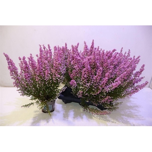 Eric Gracil Ov Roze
